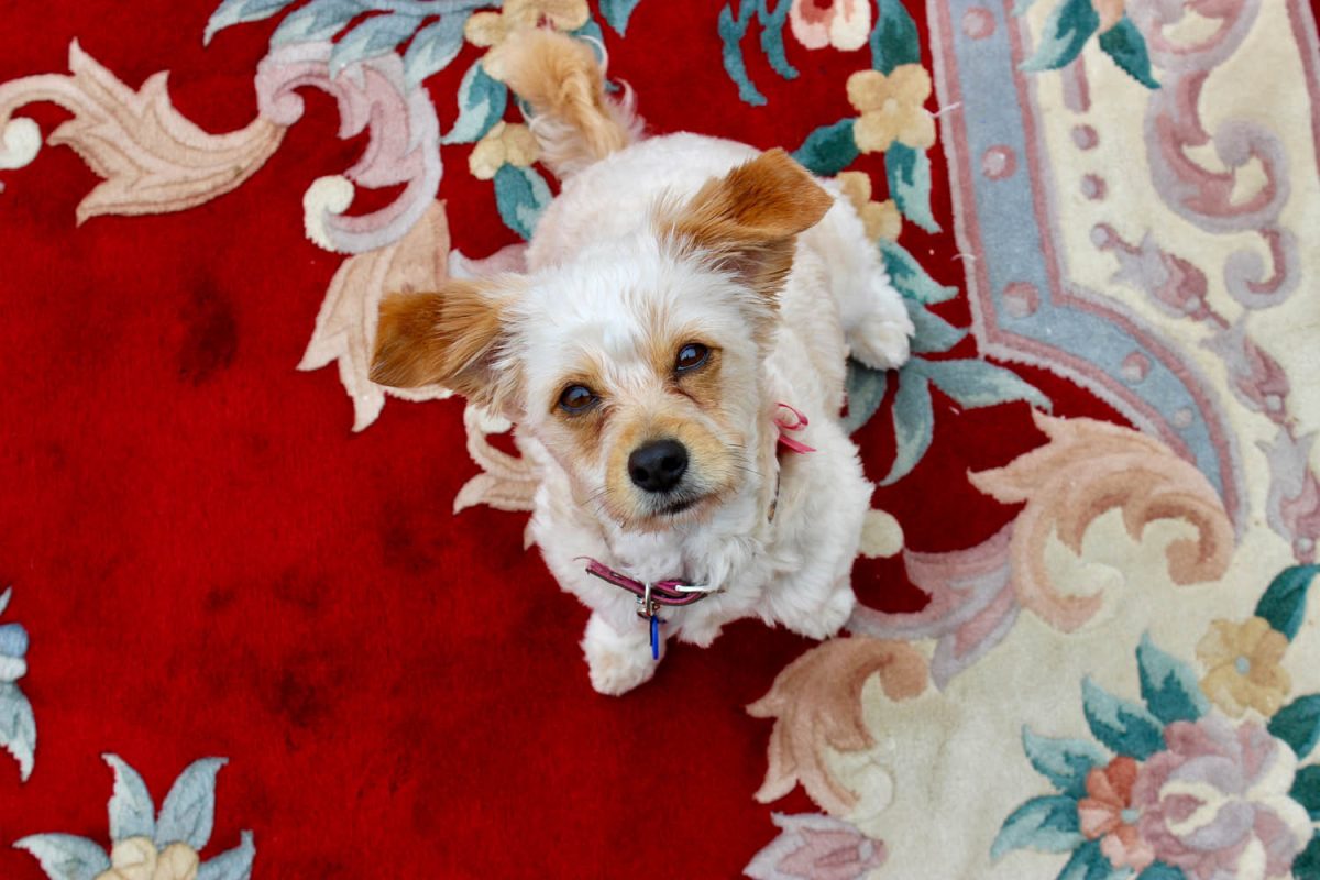 Beautiful floral-patterned Persian rug with intricate designs and vibrant colors.
